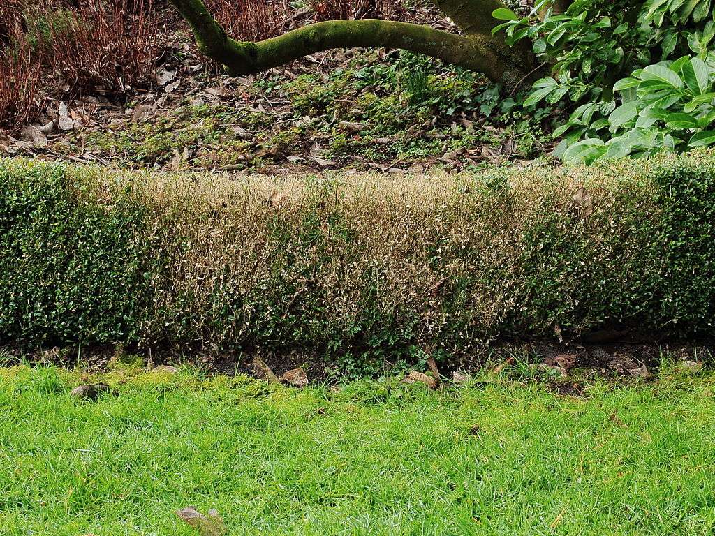 Important Facts About Shrub Diseases Identification, Pictures